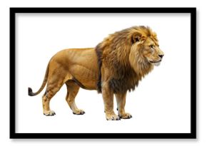 Isolated Lion