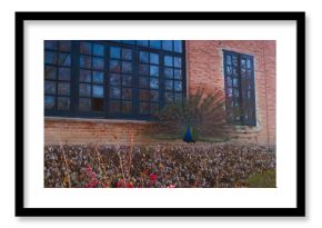 paw ptak kolorowy zwierze ogon 