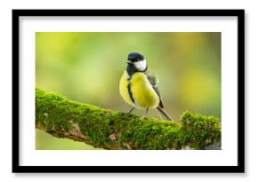 Bogatka zwyczajna Parus major 