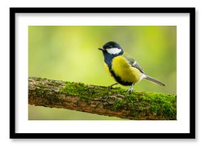 Bogatka zwyczajna Parus major 