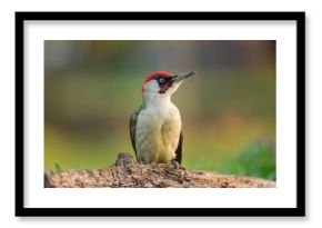 Dzięcioł zielony łac. Picus viridis stojący na pieńku i spoglądający w górę. Zielone tło.  Fotografia z Kisújszállás na Węgrzech.