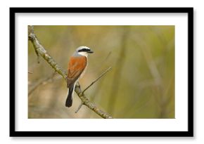 Gąsiorek (Lanius collurio)