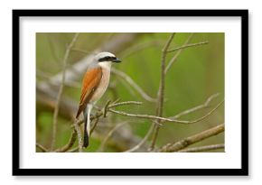 Gąsiorek (Lanius collurio)