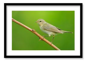 Pierwiosnek (Phylloscopus collybita) 