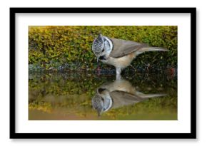 Czubata (Lophophanes cristatus)