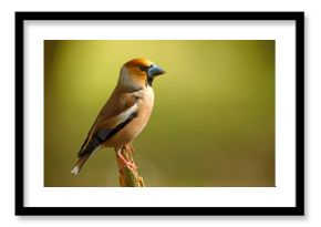 Grubodziób, pestkojad, grabołusk (Coccothraustes coccothraustes)