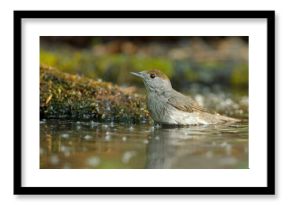 Kapturka, pokrzewka czarnołbista, pokrzewka czarnogłowa (Sylvia atricapilla)