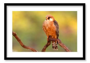 Kobczyk (Falco vespertinus)
