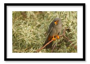 Kobczyk (Falco vespertinus)