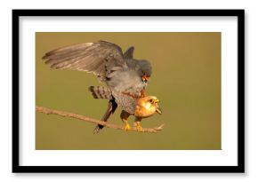 Kobczyk (Falco vespertinus)