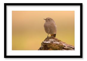 Kopciuszek zwyczajny, kopciuszek (Phoenicurus ochruros)