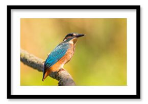 Zimorodek (Alcedo atthis)