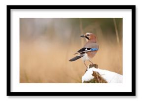 Sójka (Garrulus glandarius)