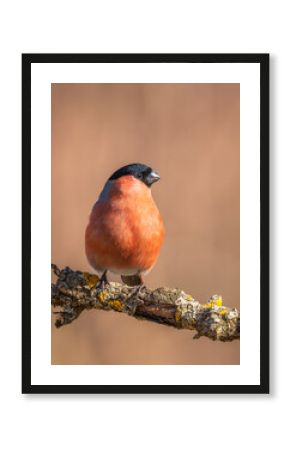 Gil zwyczajny Pyrrhula pyrrhula