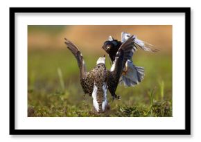 Batalion, bojownik batalion, bojownik zmienny, biegus bojownik, bojownik odmienny (Calidris pugnax)