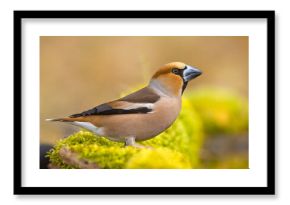 Grubodziób zwyczajny, grubodziób, pestkojad, grabołusk (Coccothraustes coccothraustes)