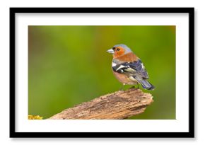 Zięba (Fringilla coelebs)