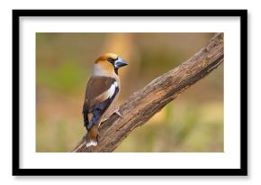 Grubodziób, pestkojad, grabołusk (Coccothraustes coccothraustes)