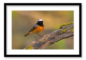 Pleszka (Phoenicurus phoenicurus)