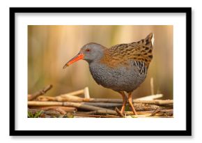 Wodnik (Rallus aquaticus)