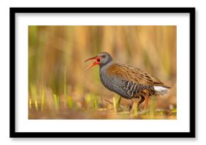 Wodnik (Rallus aquaticus)