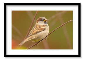 Wróbel zwyczajny, wróbel domowy (Passer domesticus)