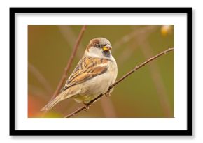 Wróbel zwyczajny, wróbel domowy (Passer domesticus)
