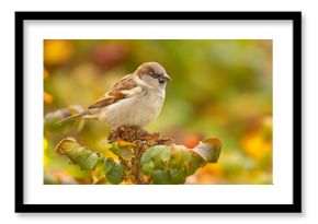 Wróbel zwyczajny, wróbel domowy (Passer domesticus)