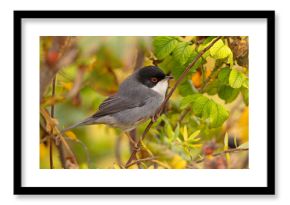 Pokrzewka aksamitna (Curruca melanocephala)