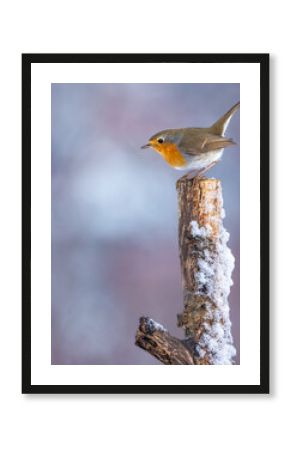 Rudzik Erithacus rubecula
