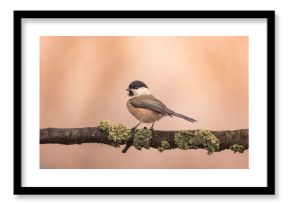 Sikora uboga Poecile palustris