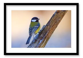 Sikora bogatka (Parus major)