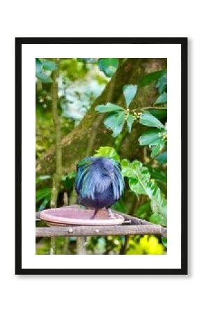 Kolorowy ptak na gałęzi drzewie natura