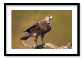 Orzeł południowy, orzełek południowy, orzełek Bonellego (Aquila fasciata)