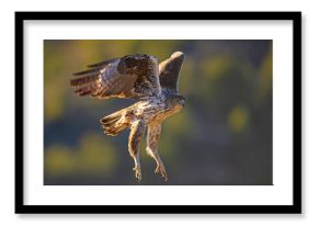 Orzeł południowy, orzełek południowy, orzełek Bonellego (Aquila fasciata)
