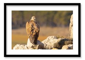 Sęp płowy (Gyps fulvus)
