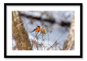 Gil kolorowy czerwony ptak