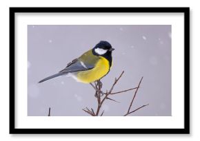 Bogatka (Parus major)