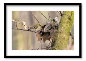 ptak mysikrólik (Regulus regulus) na drzewie