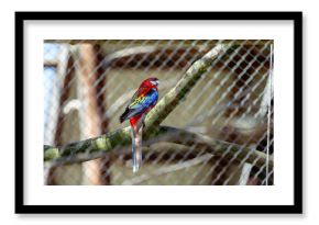 papuga kolorowa w wolierze dla ptaków