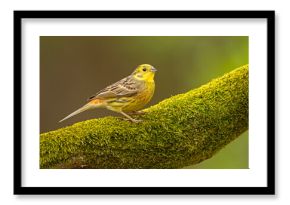 Trznadel, trznadel żółtobrzuch (Emberiza citrinella) 