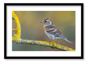 jer (Fringilla montifringilla)