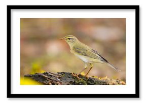 piecuszek (Phylloscopus trochilus)