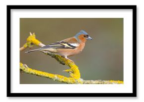 Zięba (Fringilla coelebs)