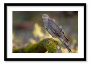 Krogulec (Accipiter nisus)