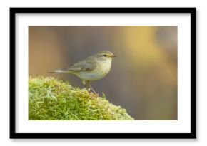 Piecuszek (Phylloscopus trochilus)