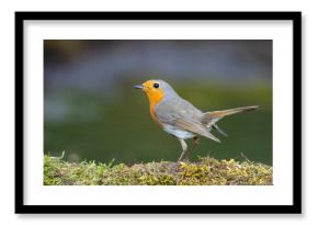 rudzik (Erithacus rubecula) 