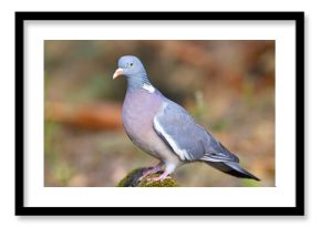 Grzywacz (Columba palumbus)
