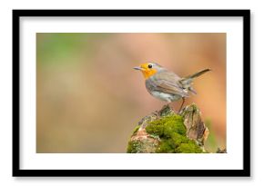 rudzik (Erithacus rubecula) 