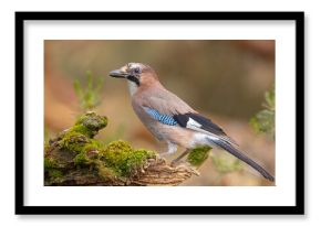 Sójka (Garrulus glandarius)